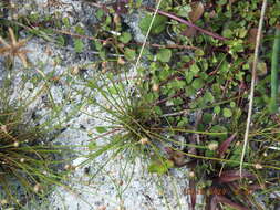 Plancia ëd Eleocharis geniculata (L.) Roem. & Schult.