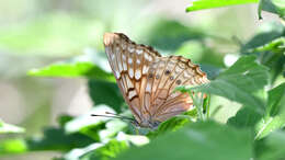 Image de Asterocampa celtis antonia