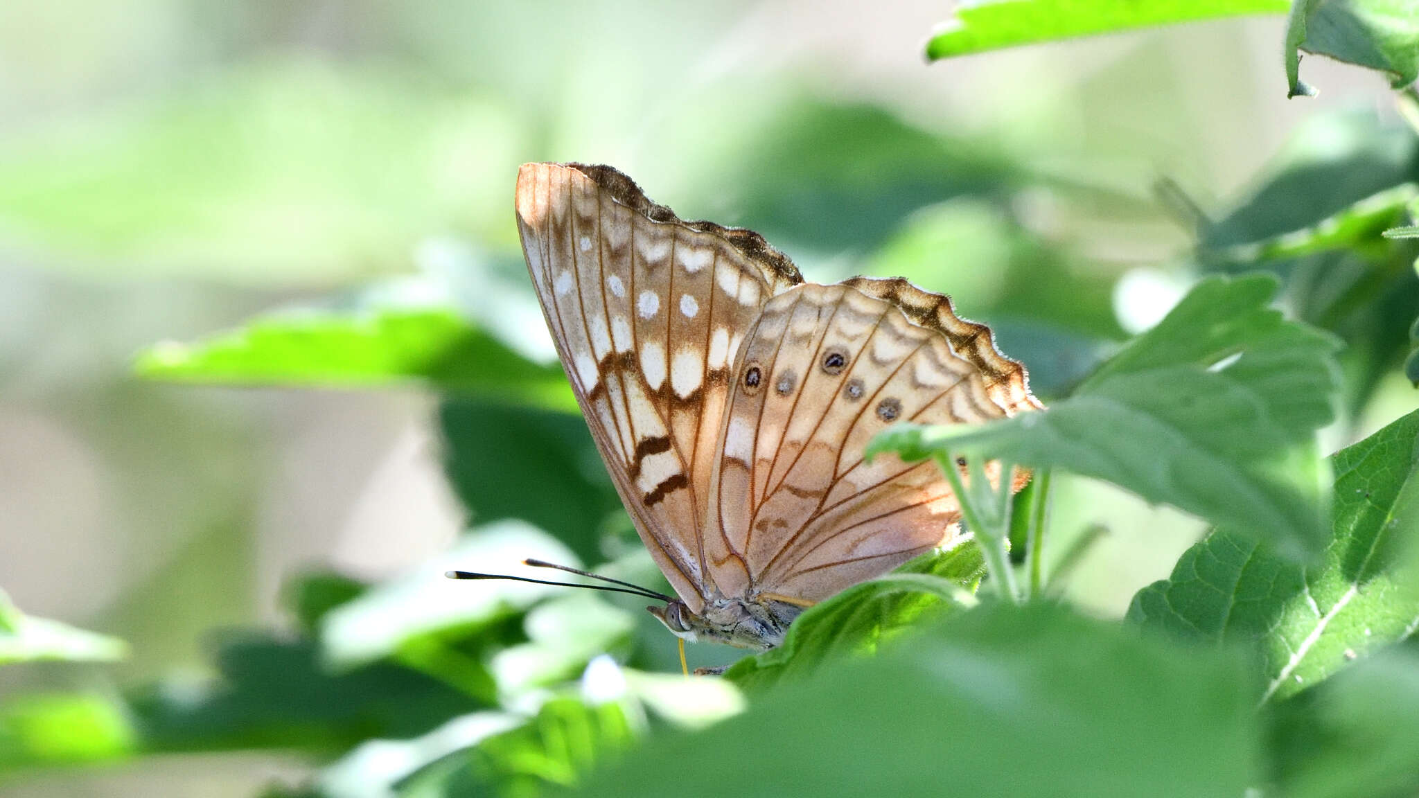 Image de Asterocampa celtis antonia