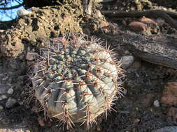 Image of Gymnocalycium glaucum F. Ritter