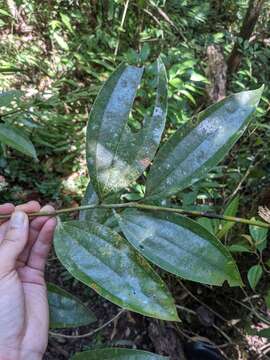 Imagem de Cinnamomum austrosinense Hung T. Chang