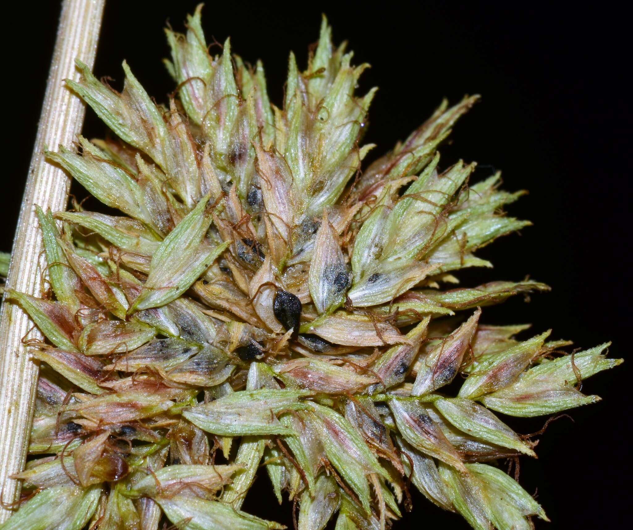 Imagem de Cyperus elegans L.