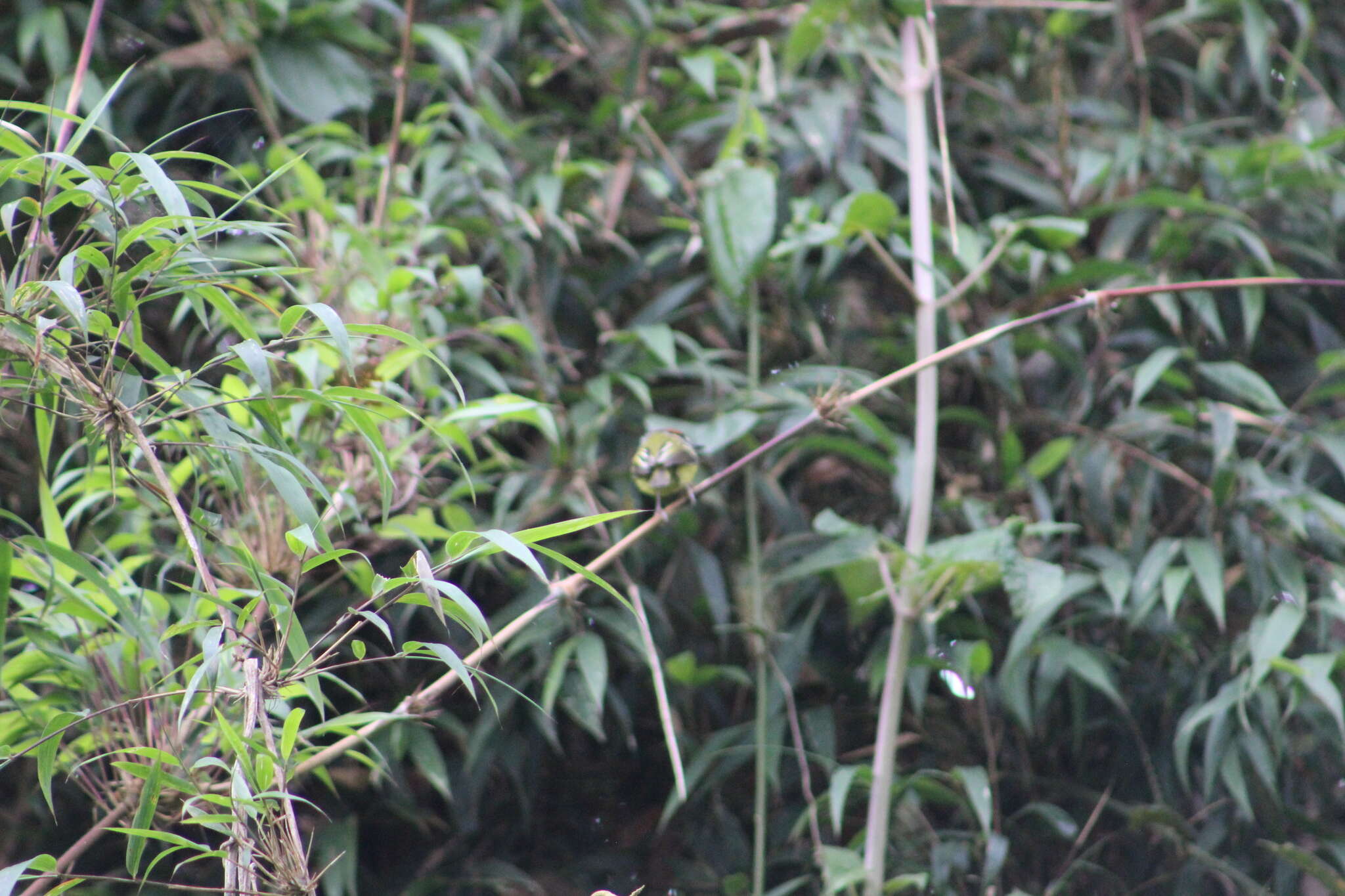 Image of Rufous-crowned Tody-Flycatcher