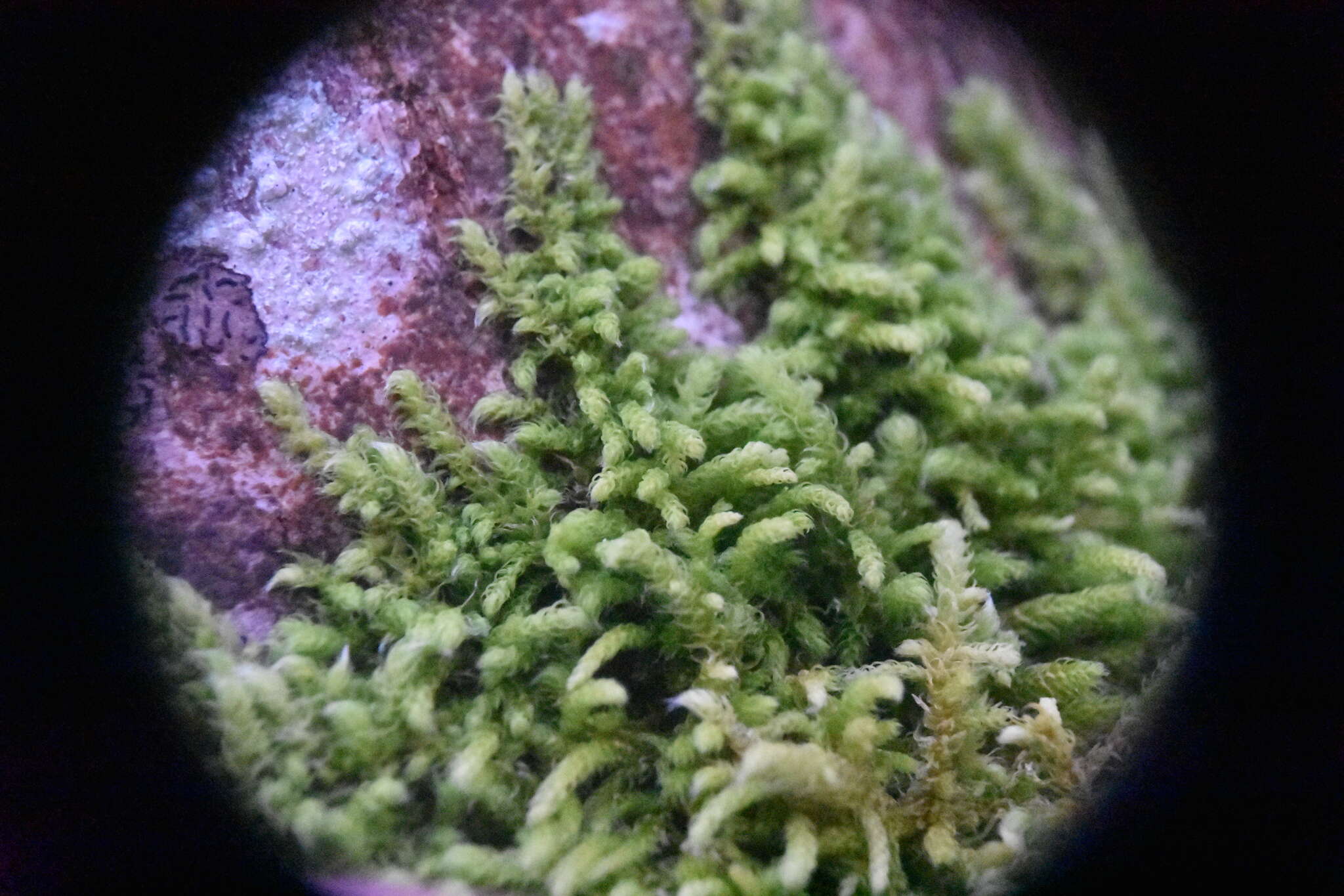 Image of claopodium moss