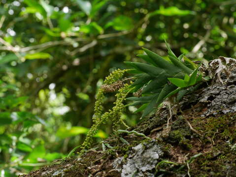 Image of Oberonia equitans (G. Forst.) Mutel