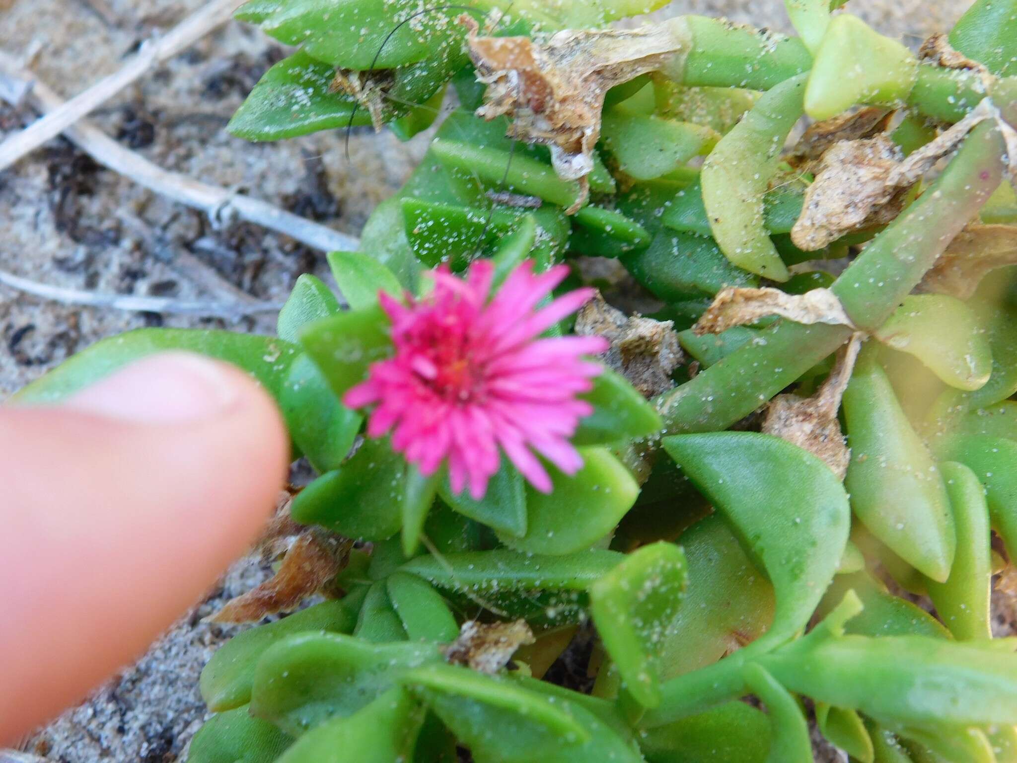 Image of Heart-leaf mesemb