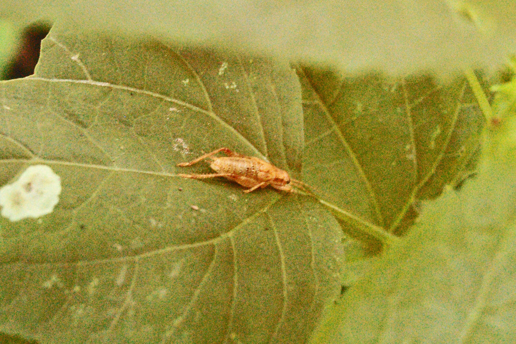 Image of Jumping Bush Cricket