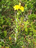 Image of Hypericum richeri subsp. richeri