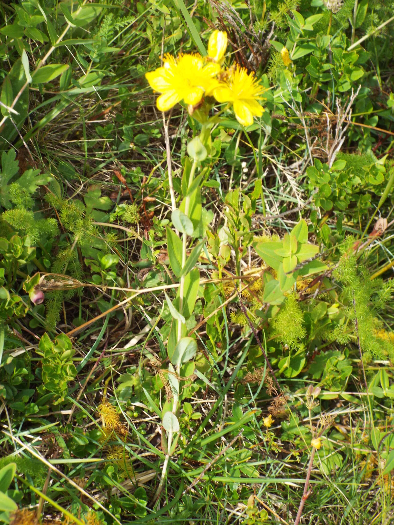 Image of Hypericum richeri subsp. richeri