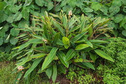 Image of Alpinia koshunensis Hayata