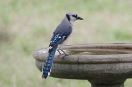 Image of Blue Jay