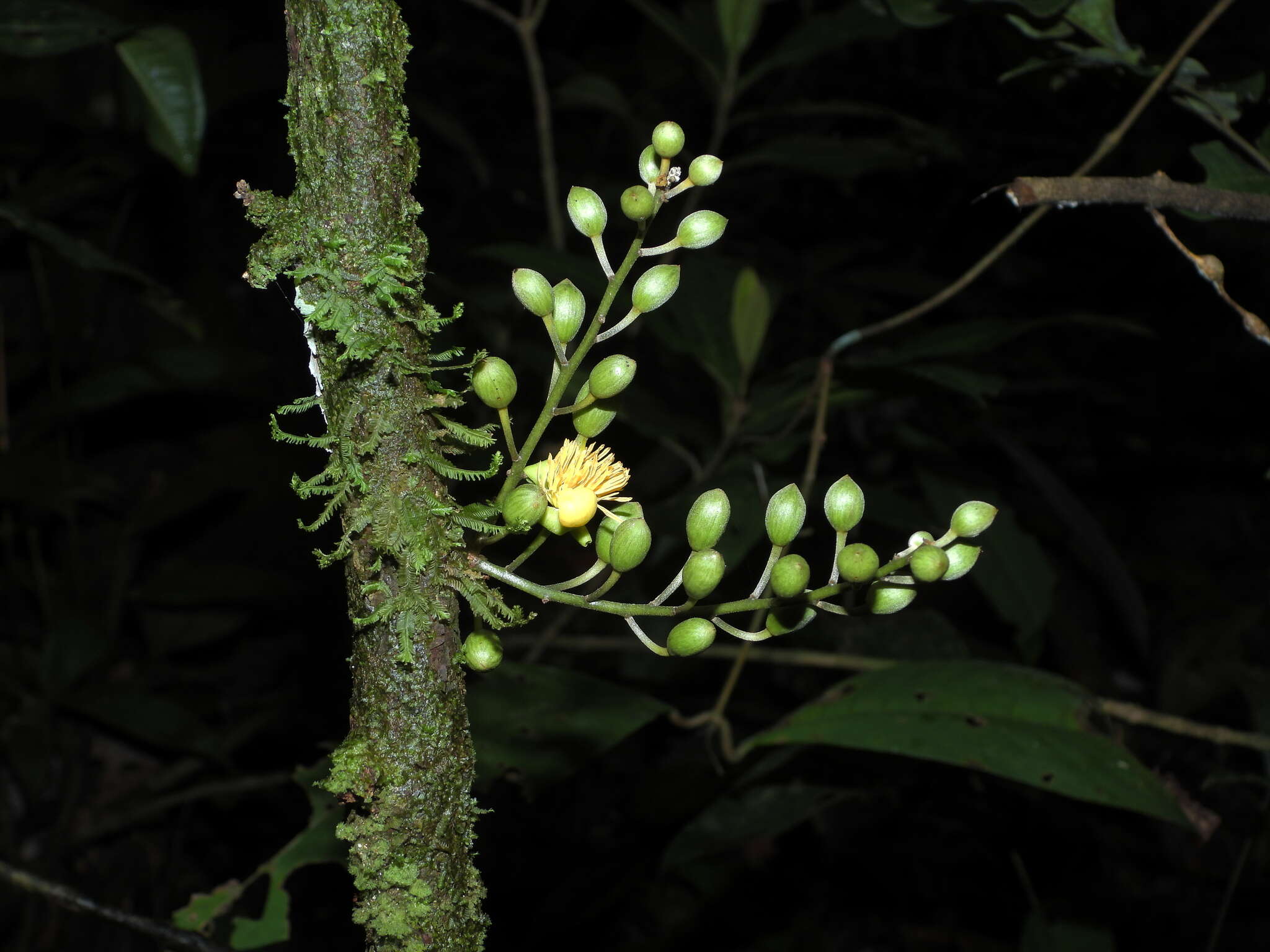 Imagem de Candolleodendron