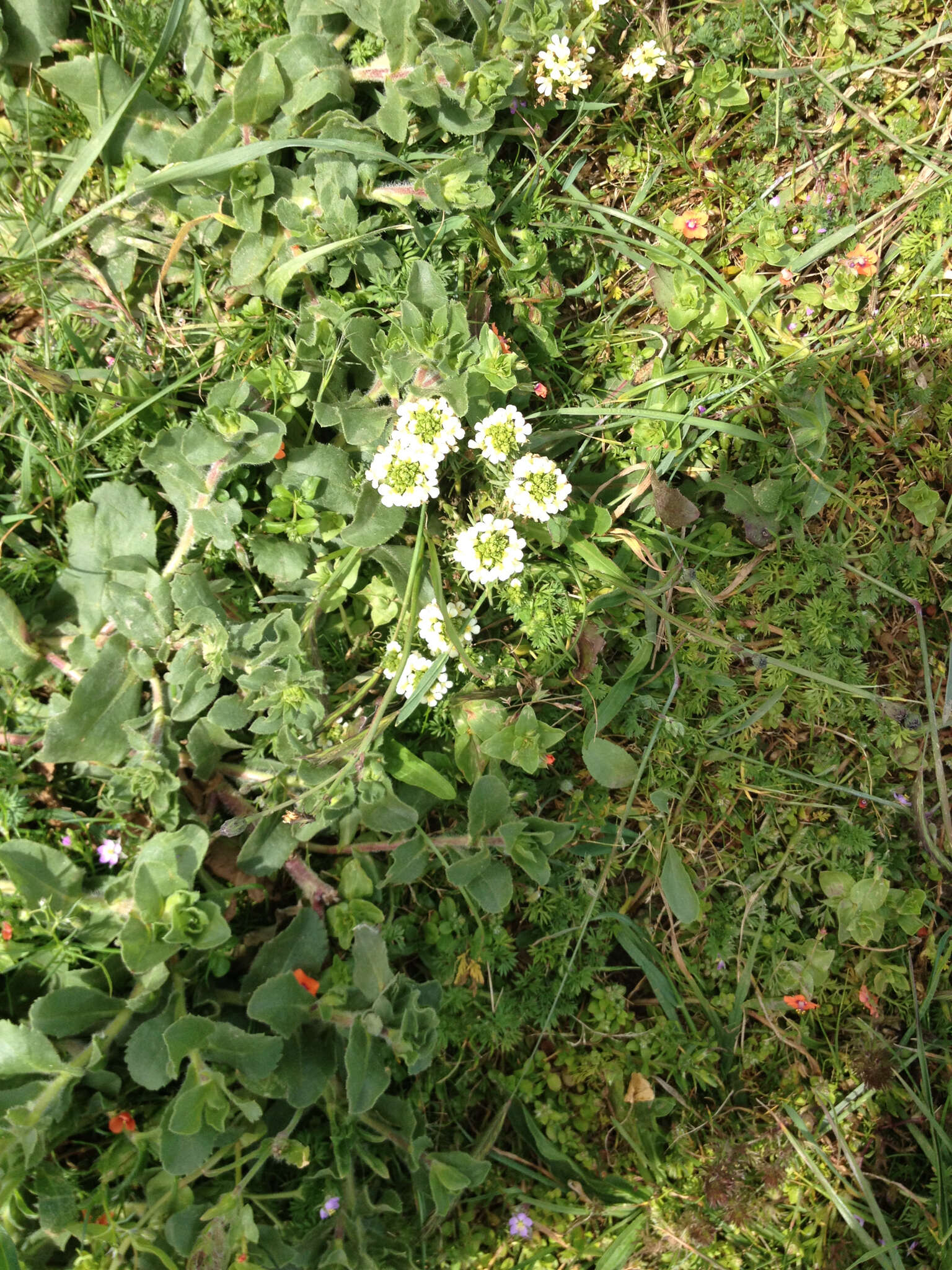 Image of San Francisco owl's-clover