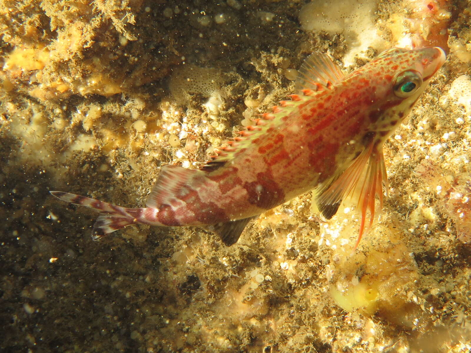 صورة Cheilodactylus fasciatus Lacepède 1803