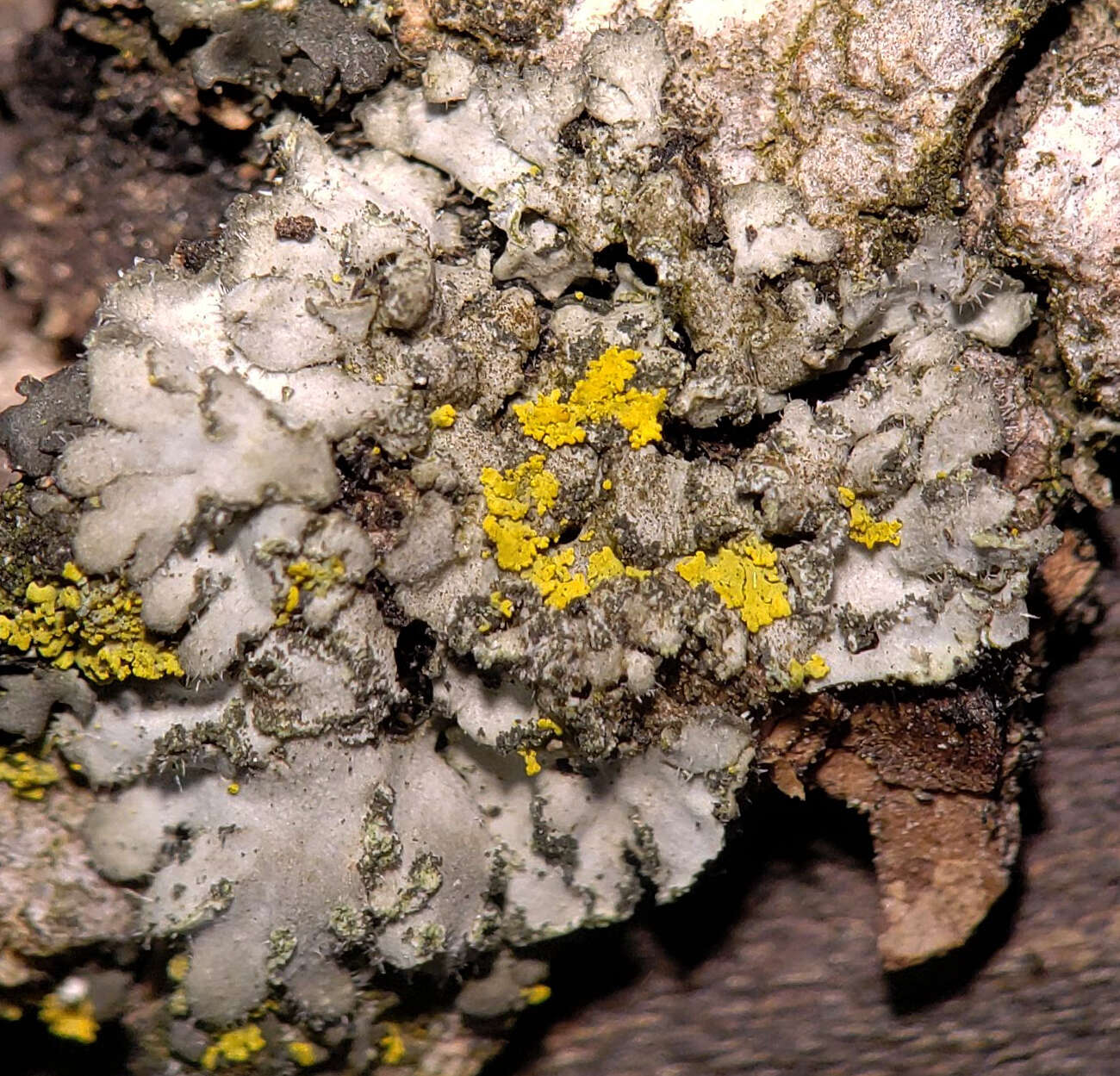 Image de Phaeophyscia hirsuta (Mereschk.) Essl.