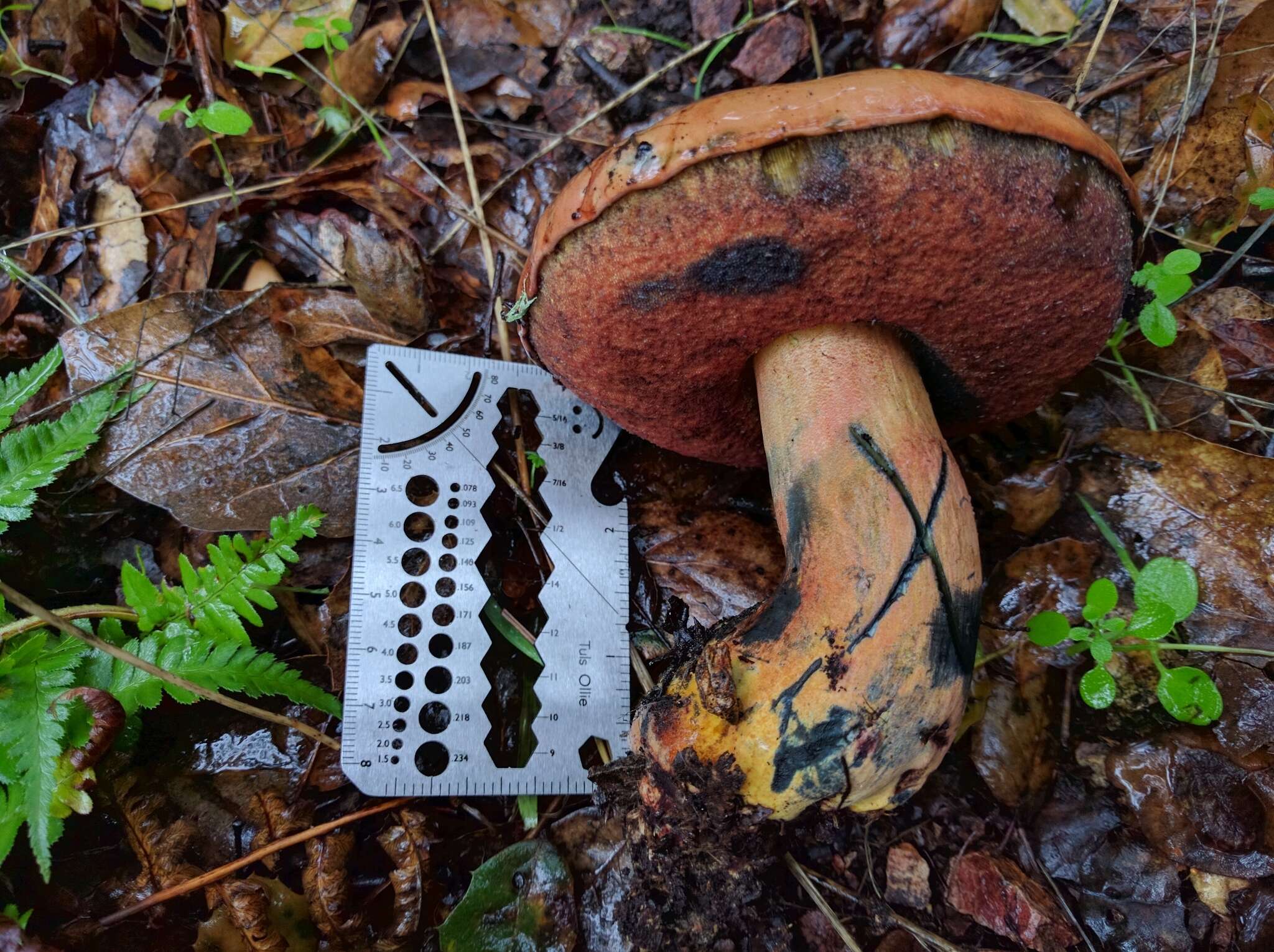 Image of Liver Bolete