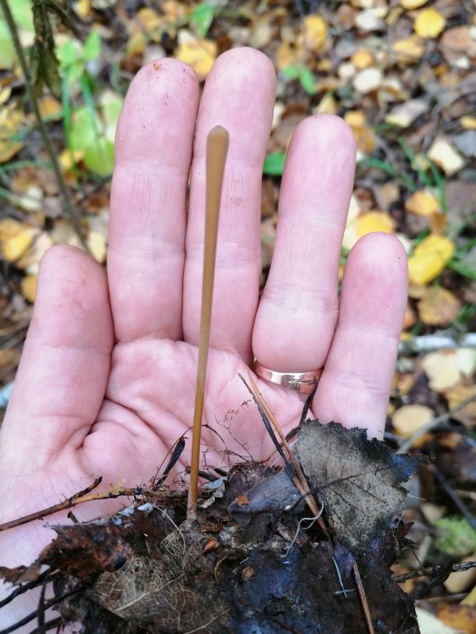 Image of Typhula fistulosa (Holmsk.) Olariaga 2013