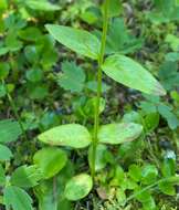 Imagem de Epilobium lactiflorum Hausskn.