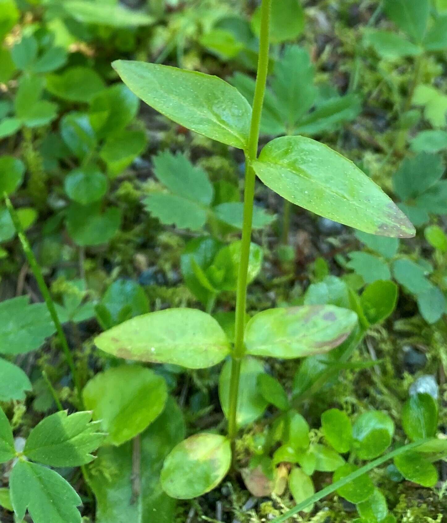 Image of White-Flower Willowherb