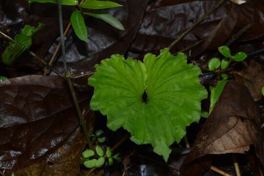 Image of Tall shield orchid