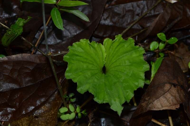 Image of Tall shield orchid