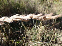 Image of Thamnochortus cinereus H. P. Linder