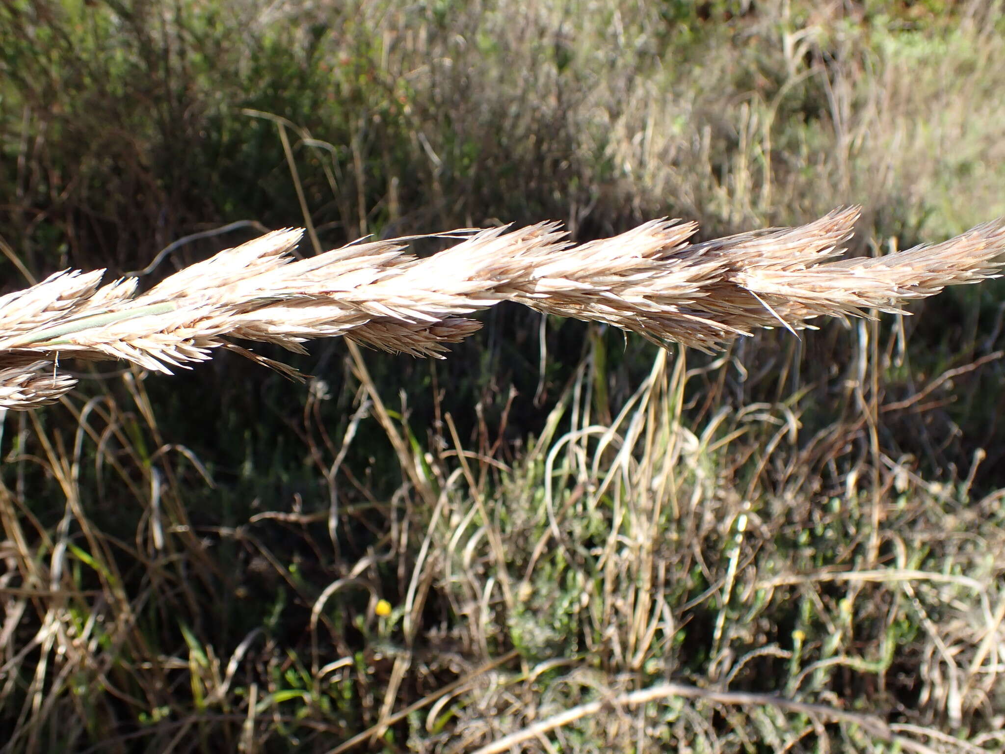 Image of Thamnochortus cinereus H. P. Linder