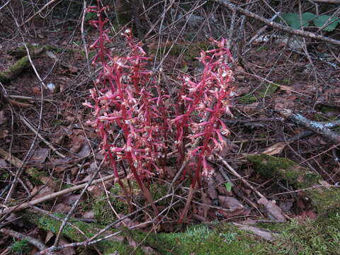 Image of summer coralroot