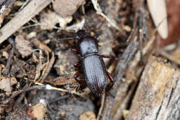 Imagem de Argoporis rufipes Champion 1885