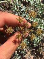 Imagem de Lomatium rigidum (M. E. Jones) Jepson