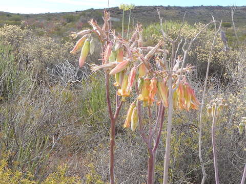 Image of Cotyledon orbiculata var. spuria (L.) Tölken