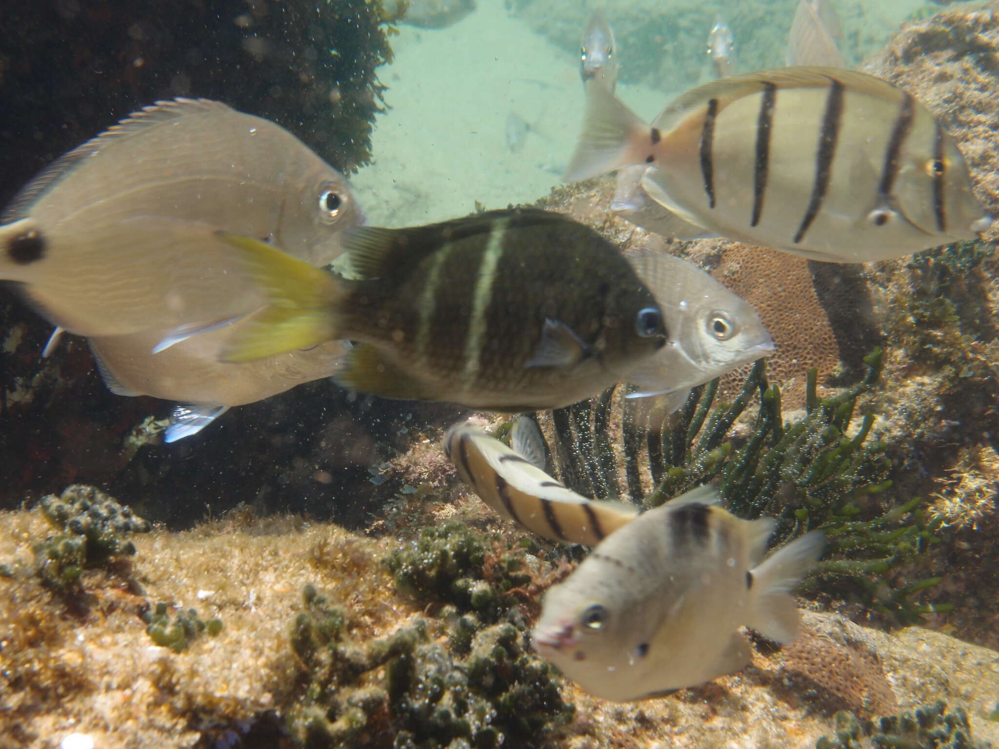 Image of Yellowtail sergeant