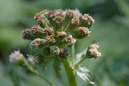 Petasites tatewakianus Kitam.的圖片