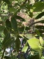 Image of Ocotea acutifolia (Nees) Mez