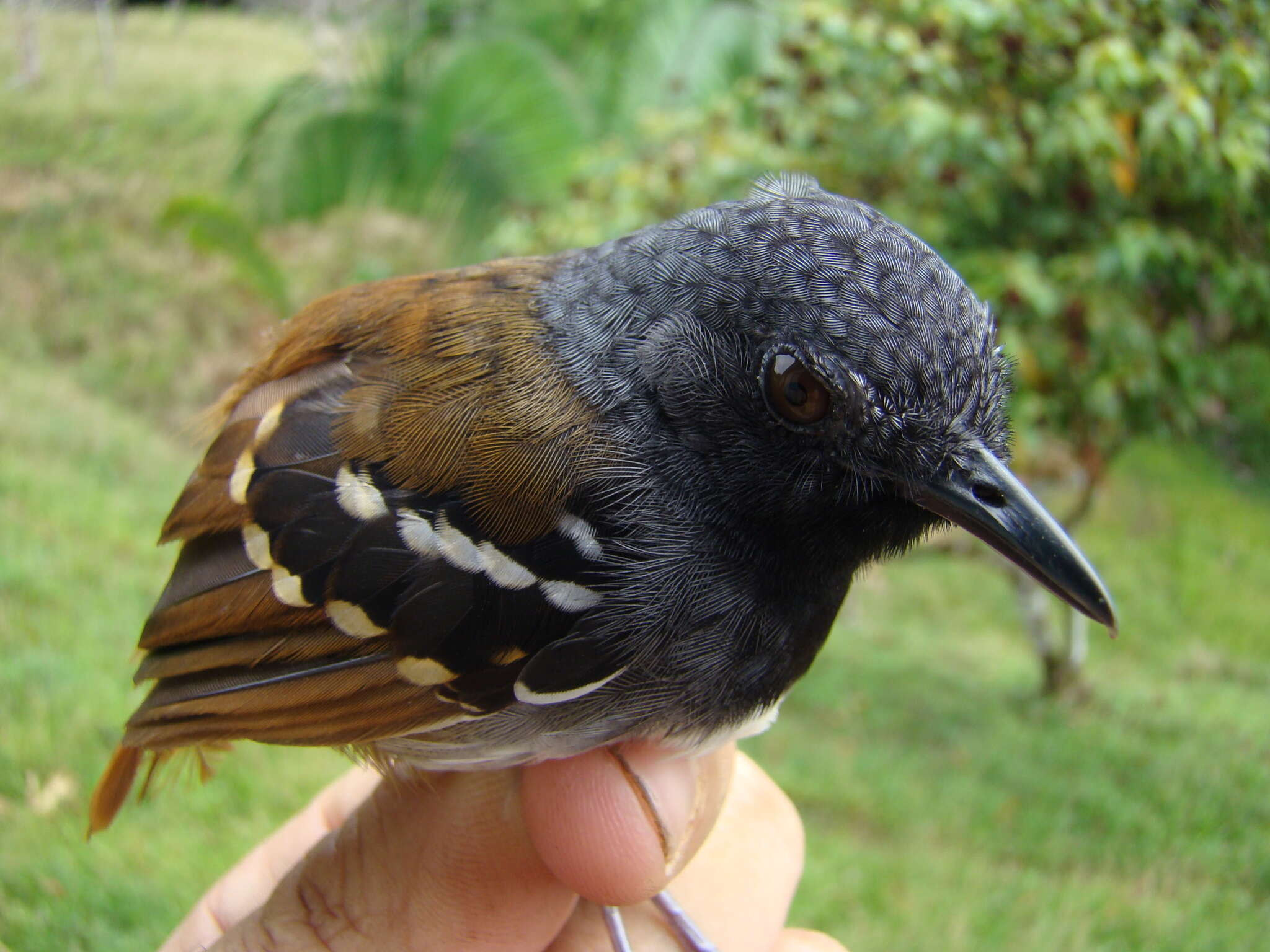 Image of Southern Chestnut-tailed Antbird