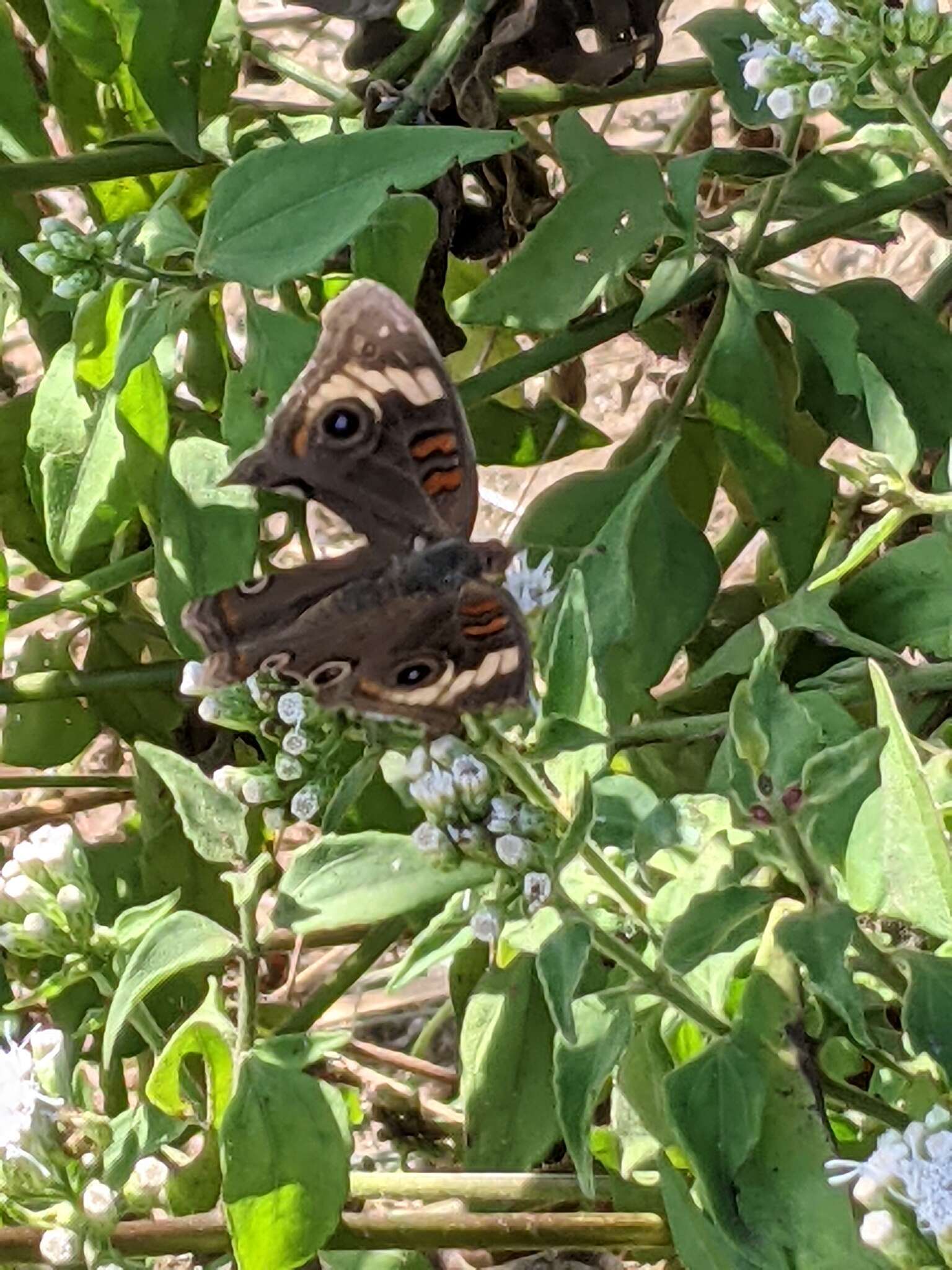 Imagem de Junonia pacoma