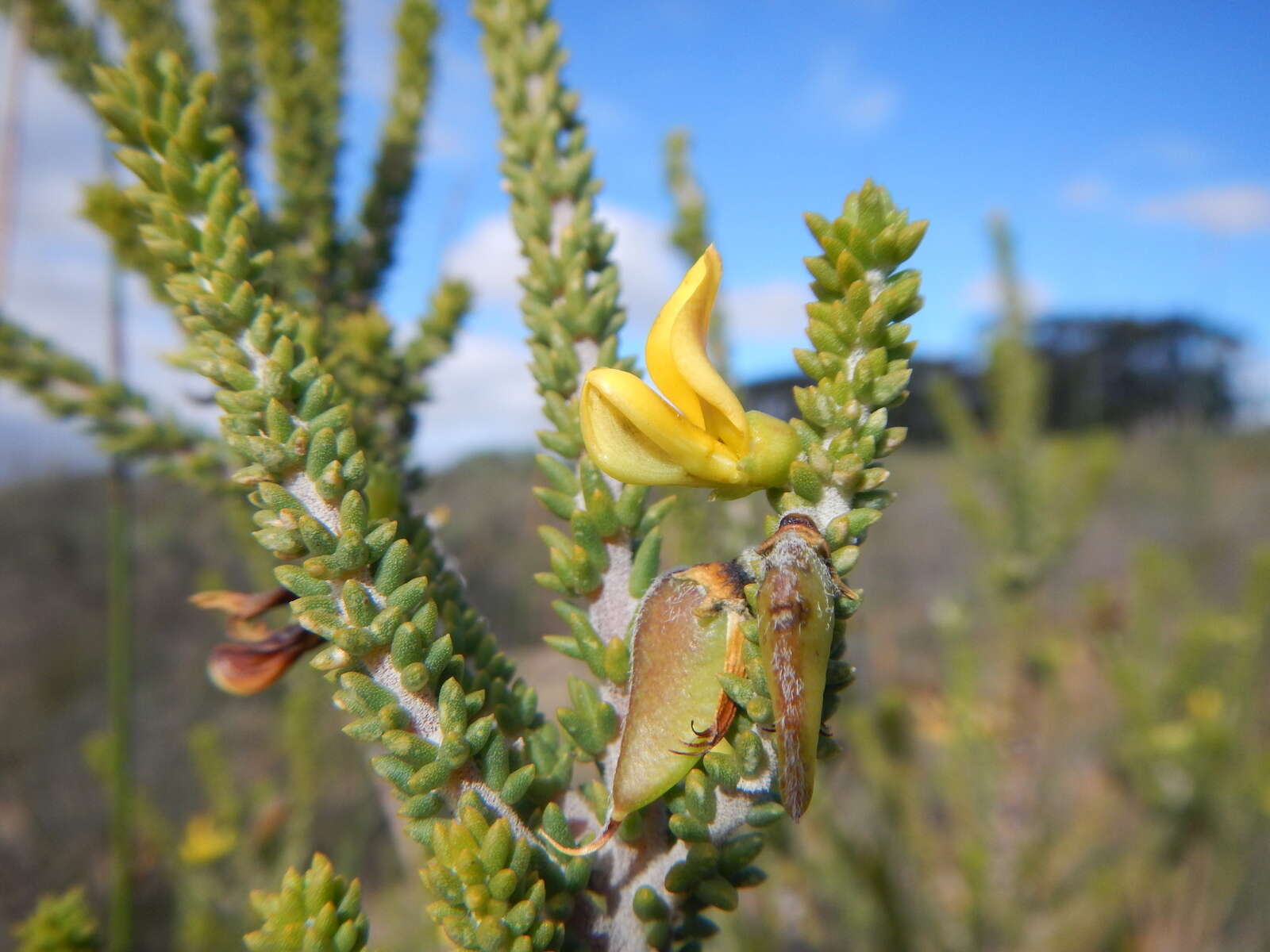 Image of Aspalathus pinguis subsp. pinguis