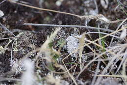 Image of Yukon whitlowgrass