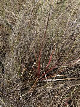 Image of Small's yelloweyed grass