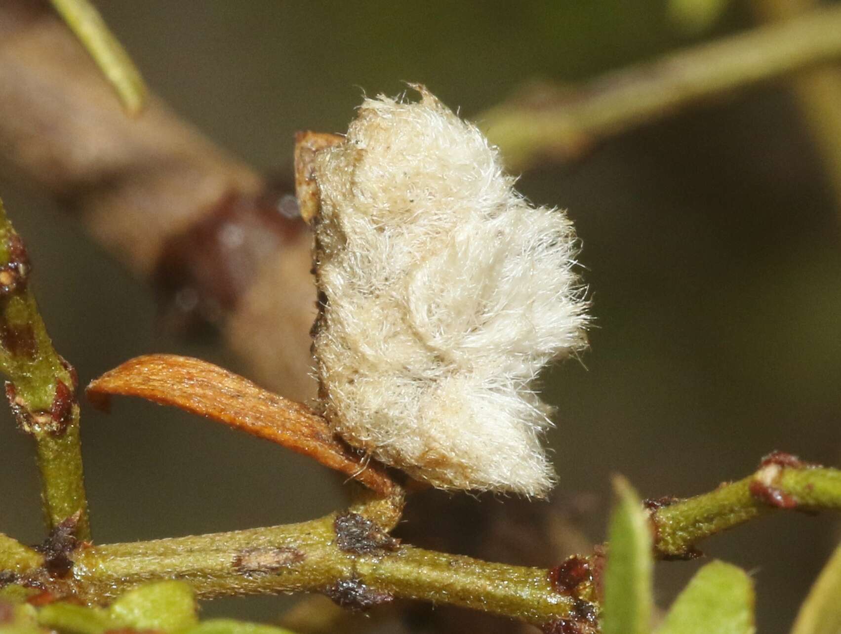 Image of Asphondylia villosa Gagne 1990