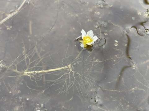 Image of Panarctic Water-Crowfoot