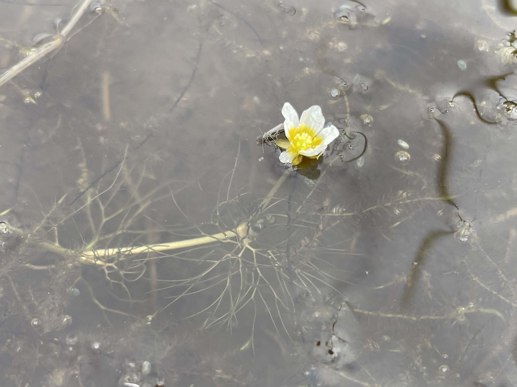 Image of Panarctic Water-Crowfoot