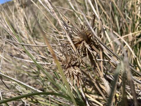 Imagem de Spinifex longifolius R. Br.