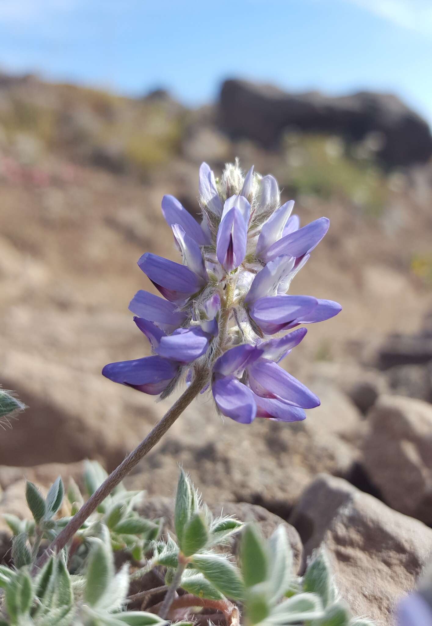 Imagem de Lupinus sellulus var. lobbii (S. Watson) B. J. Cox