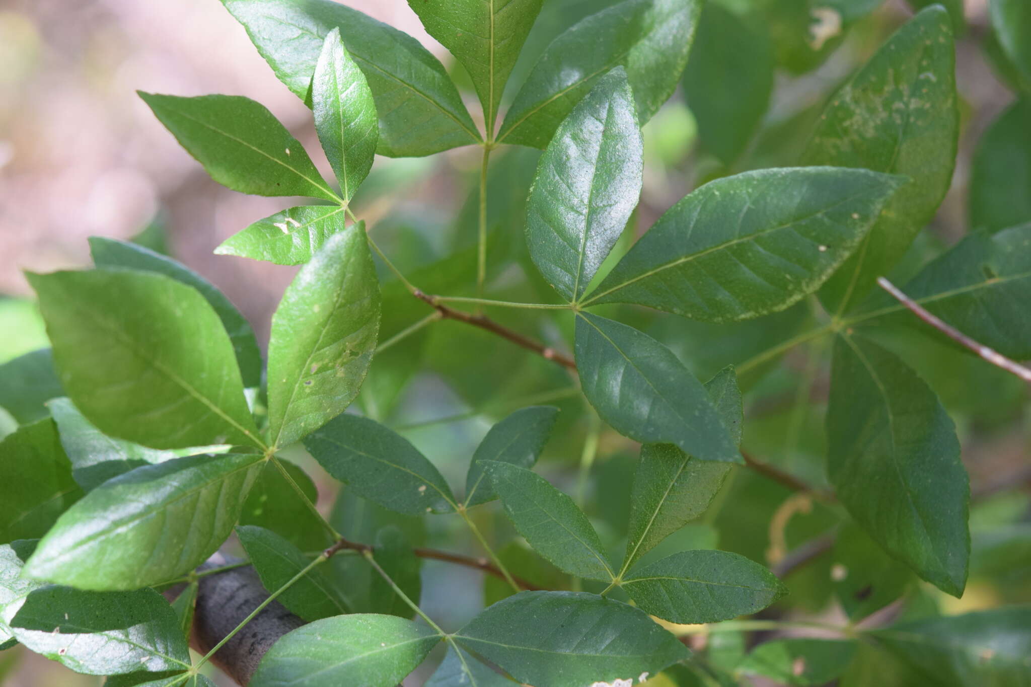 Image de Ptelea crenulata Greene