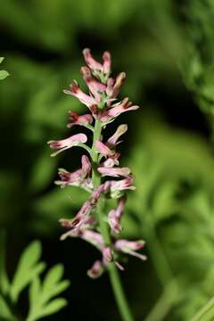 Image of Common Fumitory