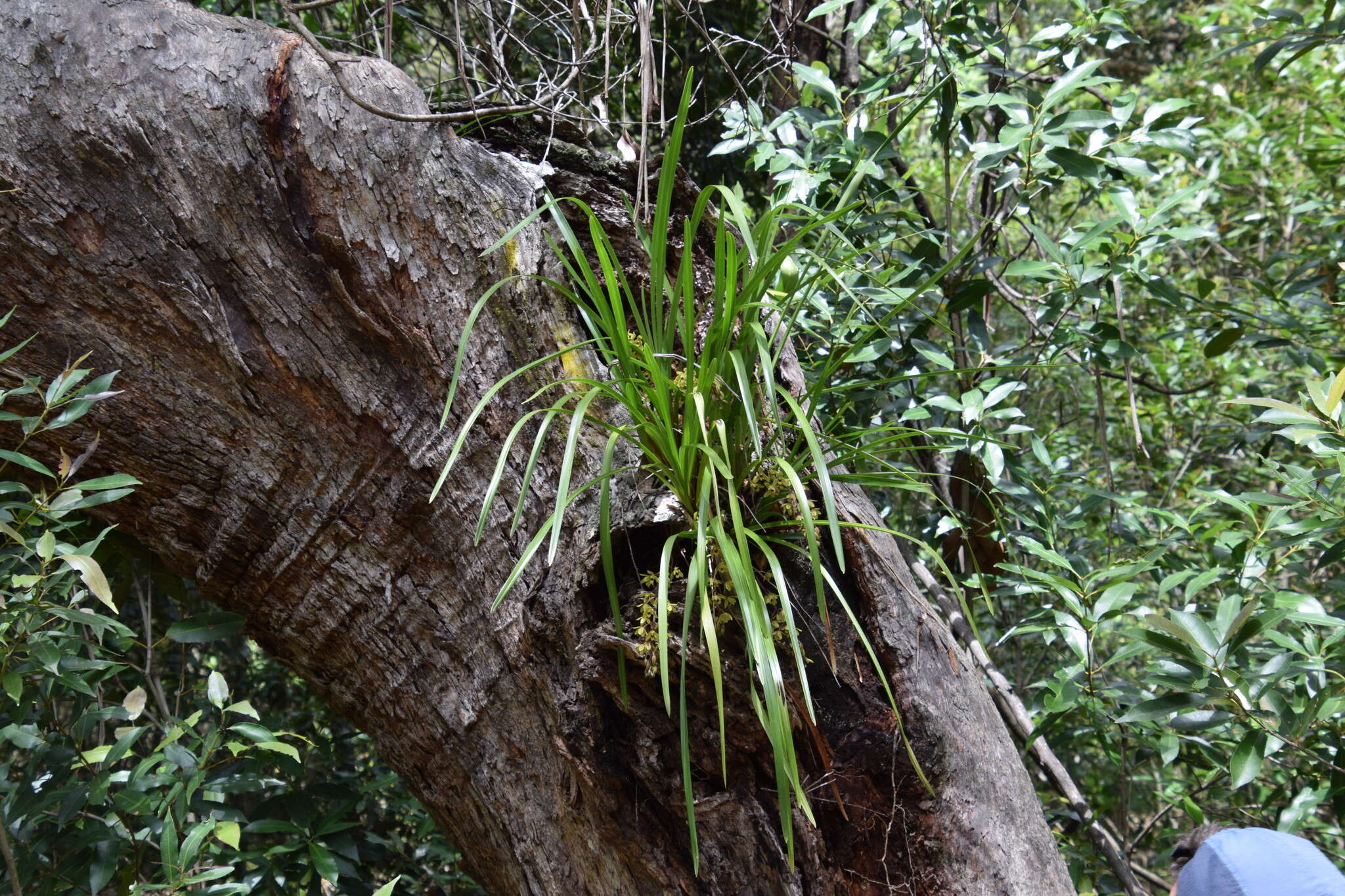 Image of Snake orchid