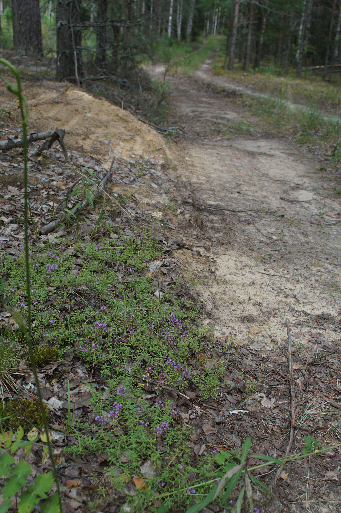 Слика од Thymus serpyllum L.