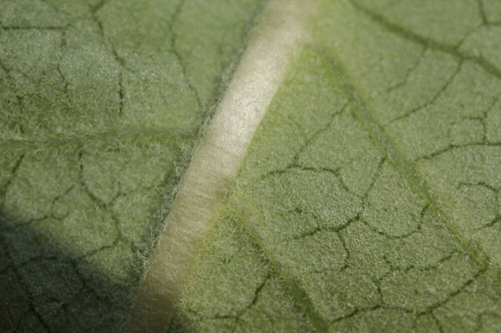 Image of mahogany milkweed