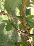 Image of Puerto rican planthopper